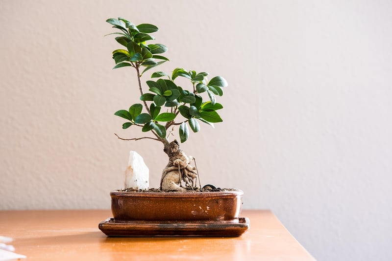 Sustainable Living Tips